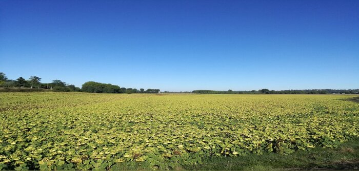 Le projet Tournesol 4.0 fait grimper la marge de 110 €/ha