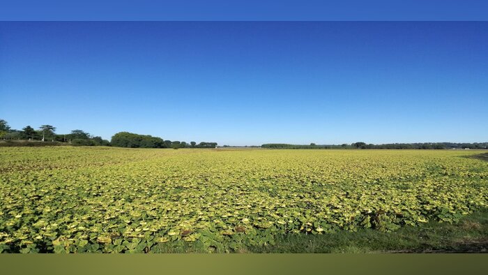 Le projet Tournesol 4.0 fait grimper la marge de 110 €/ha
