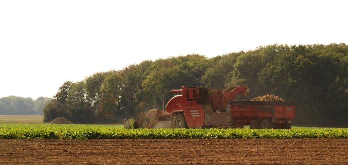 Arrachage de betteraves en Eure et Loire (crédit : Jean-Weber-Inrae). - © D.R.