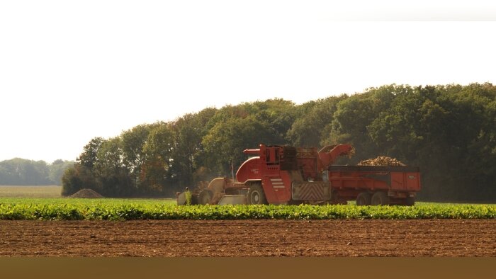 Arrachage de betteraves en Eure et Loire (crédit : Jean-Weber-Inrae). - © D.R.