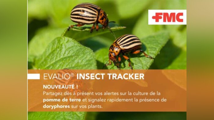 Informez votre réseau de la présence de doryphores dans vos parcelles de pomme de terre