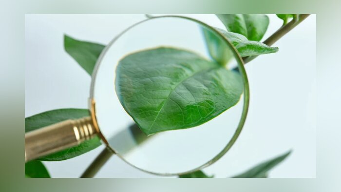 Produits phytosanitaires non conformes : les signes qui doivent alerter