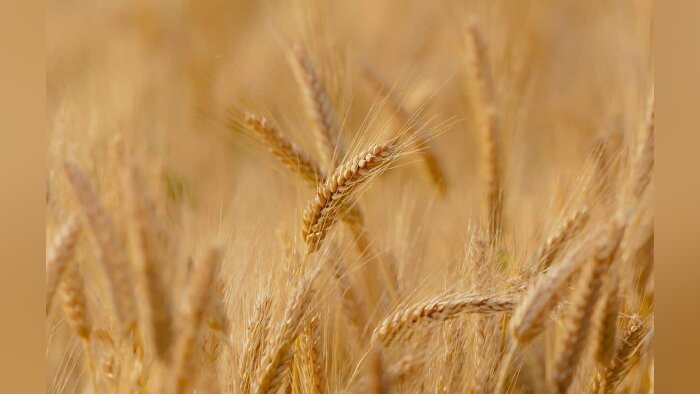 65 nouvelles variétés de Céréales à paille