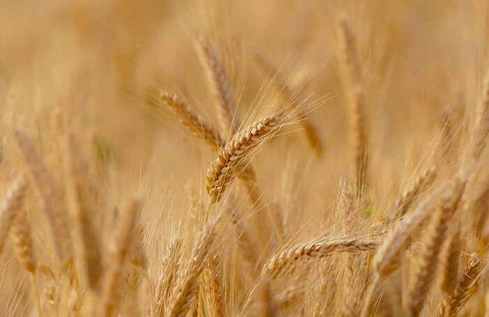 65 nouvelles variétés de Céréales à paille