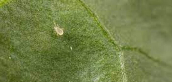 Koppert France lance Anso-Mite, un auxiliaire qui agit efficacement contre les thrips en cultures sous abris