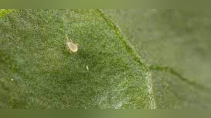 Koppert France lance Anso-Mite, un auxiliaire qui agit efficacement contre les thrips en cultures sous abris