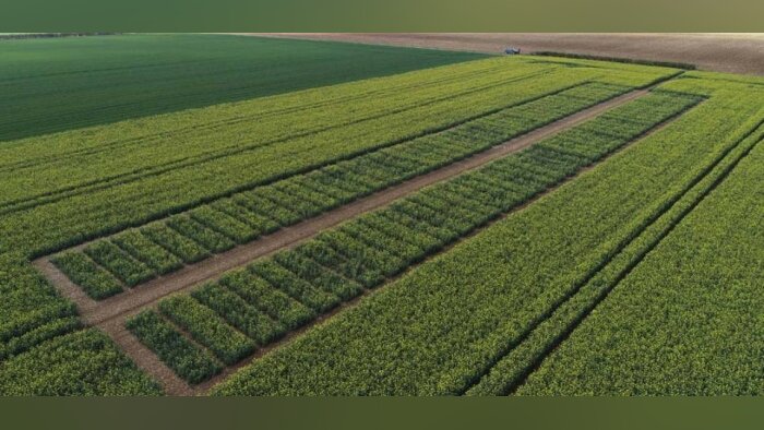 Syngenta déploie une nouvelle méthodologie pour évaluer les biostimulants