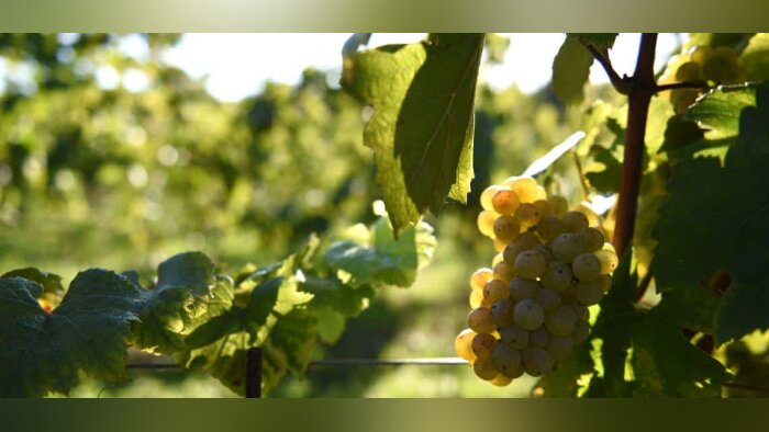 Les caves coopératives, dynamiques malgré un secteur en crise