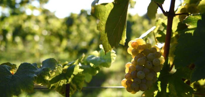Vignerons engagés alerte sur l’impact humain de l’évolution climatique