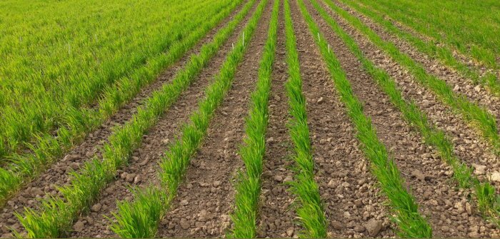 La Scara et la Chambre d’agriculture de l’Aube créent une association sur le bio