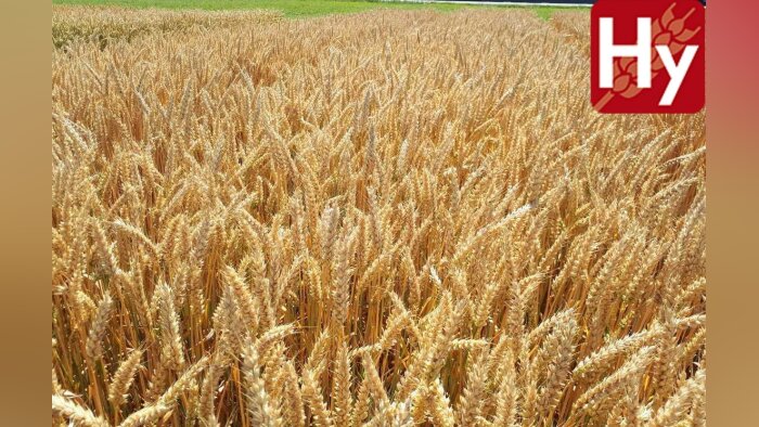 Tous les bénéfices de l’hétérosis pour répondre aux défis d’une production durable