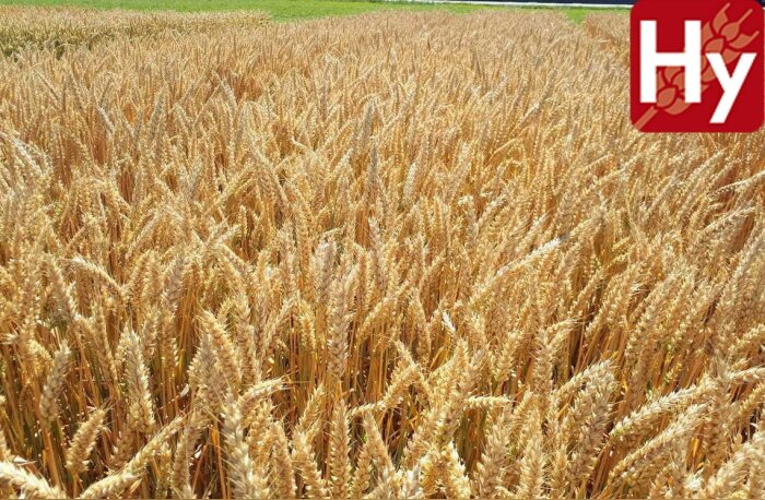 Tous les bénéfices de l’hétérosis pour répondre aux défis d’une production durable