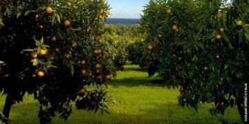 Manghjemu Corsu, la marque de La coopération agricole Corse prend de l’ampleur - © D.R.