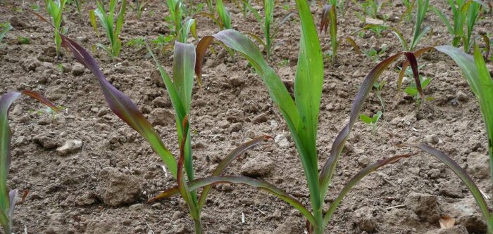 47 % du phosphore des sols agricoles mondiaux provient des engrais minéraux