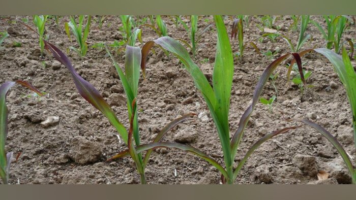 47 % du phosphore des sols agricoles mondiaux provient des engrais minéraux