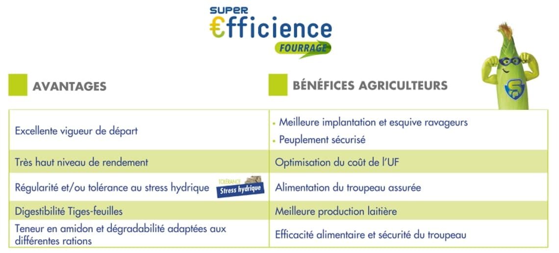 Advanta, super efficience maïs fourrage et grain - © D.R.