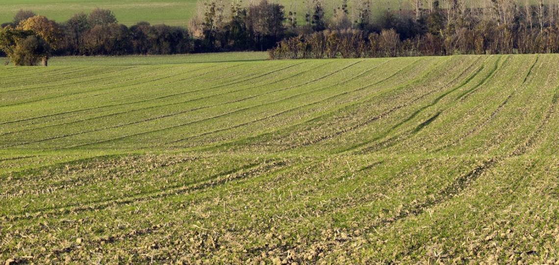 Anticiper et évaluer le risque pucerons grâce à Vigie Virose - © D.R.