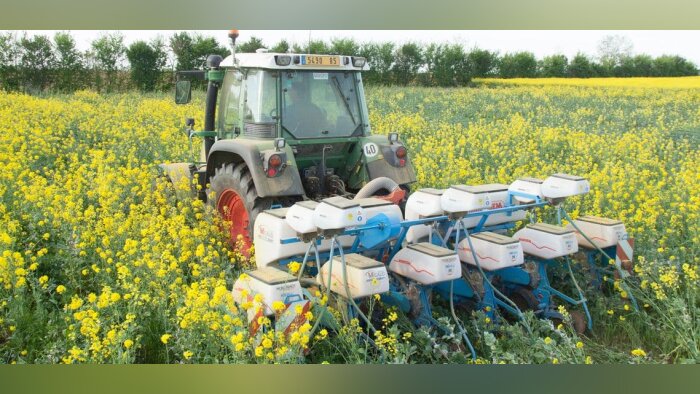 Semis de maïs dans un couvert végétal en agriculture de conservation des sols, semis direct sous cou - © D.R.