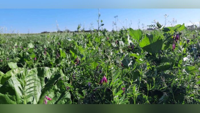 RAGT souhaite promouvoir la couverture des sols