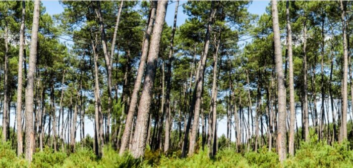 Et si les plantes avaient elles aussi besoin d’un antistress ?