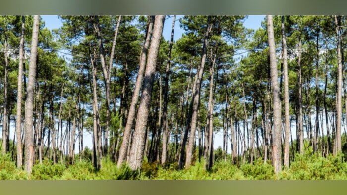 Et si les plantes avaient elles aussi besoin d’un antistress ?