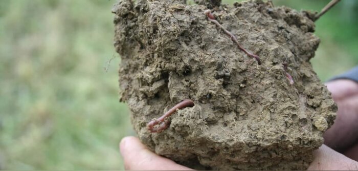 L’Ademe analyse l’impact des scénarios de neutralité carbone sur les sols