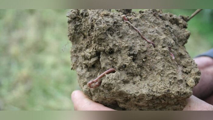 Résidus de pesticides dans les sols, une persistance à surveiller selon Inrae