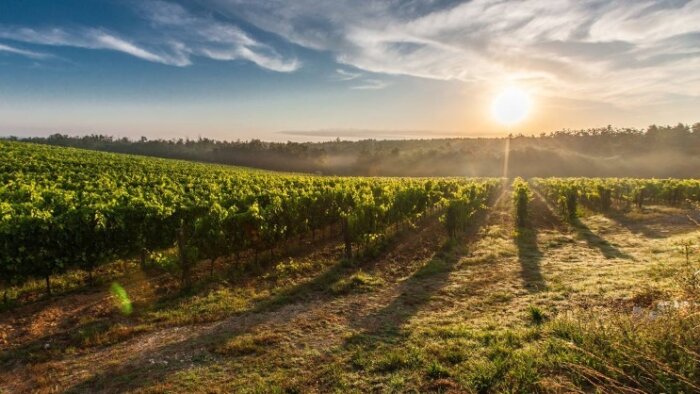 Xarvio Field Manager Vigne : un outil numérique pour piloter la vigne