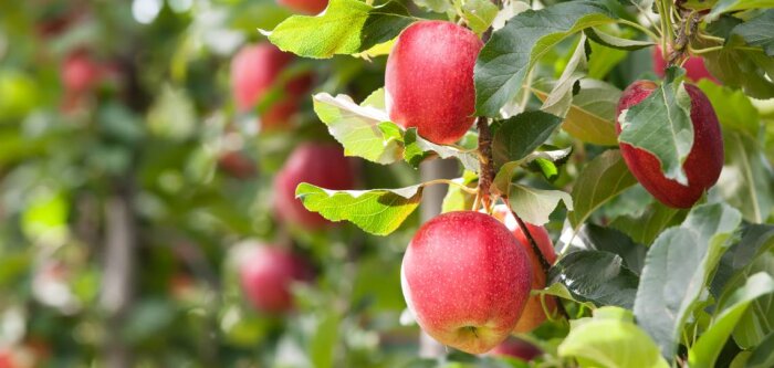 Des solutions biocontrôles efficaces, pour la protection fongicide