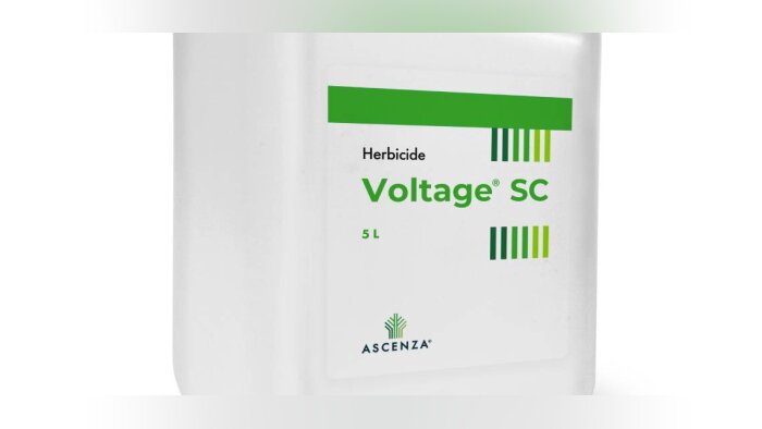 Ascenza lance une alternative pour le désherbage des céréales