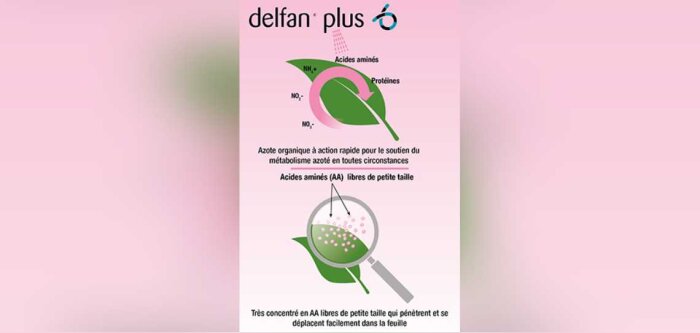Herbicide et stress phytotechnique : les acides aminés, une réponse concrète !