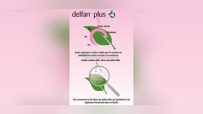Herbicide et stress phytotechnique : les acides aminés, une réponse concrète !
