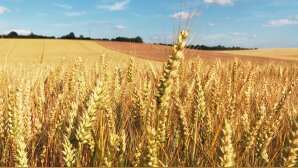 Fongicides blé : Bayer contractualise la performance avec Prediview