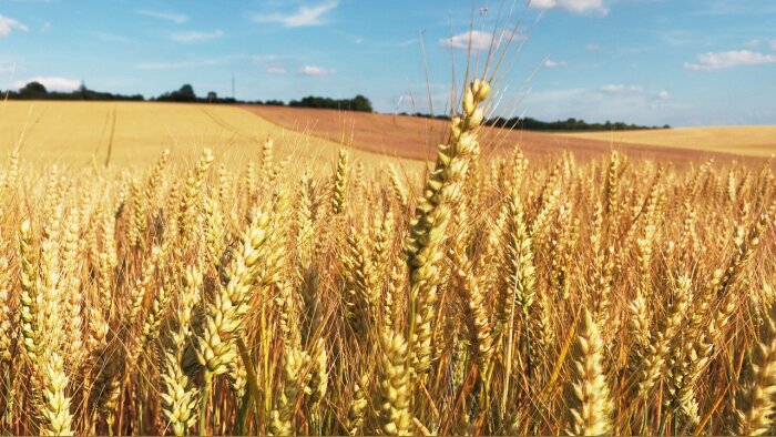 Fongicides blé : Bayer contractualise la performance avec Prediview