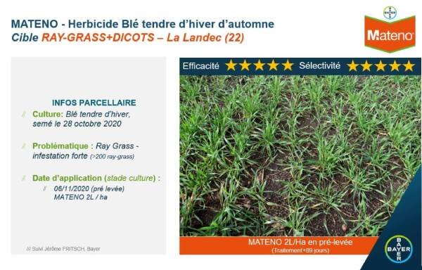 Ray grass et vulpin, quelle solution de désherbage efficace pour baisser l’IFT en blé ? - © D.R.
