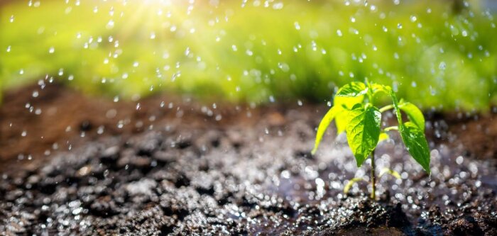 Les biofertilisants au service d’une stratégie globale de fertilisation