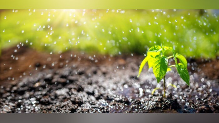 Les biofertilisants au service d’une stratégie globale de fertilisation