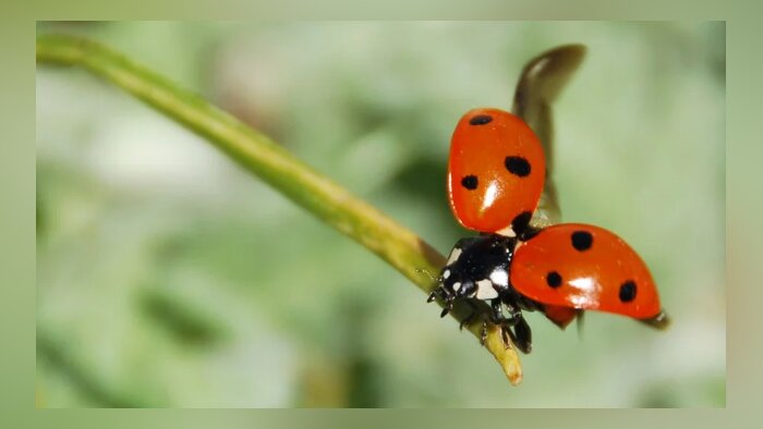 Installer des pratiques de biocontrôle en grandes cultures : mode d’emploi