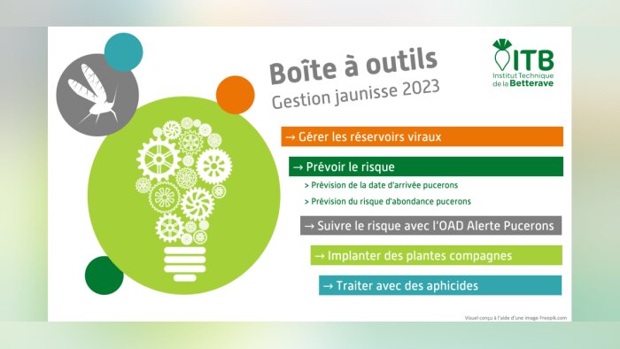 Jaunisse sur betterave, l’ITB publie une boîte à outils