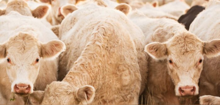 Bourgogne du Sud, Coopaca, Eurea et Philicot se partagent les actifs d’Aveal