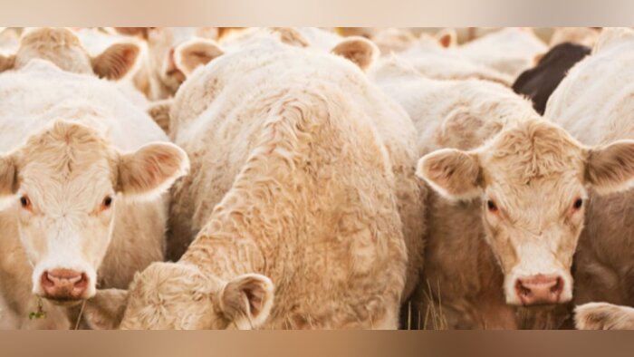 Bourgogne du Sud, Coopaca, Eurea et Philicot se partagent les actifs d’Aveal