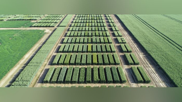 Les exportations de semences françaises atteignent des records