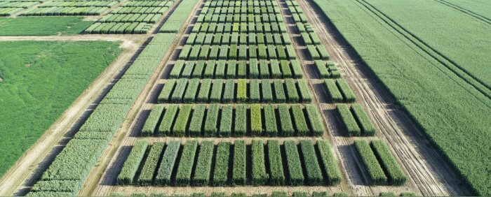 Semences : des baisses de production et des ruptures d’approvisionnement possibles