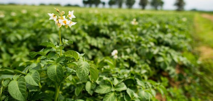 BASF est choisi comme intégrateur officiel du modèle mildiou Mileos d’Arvalis