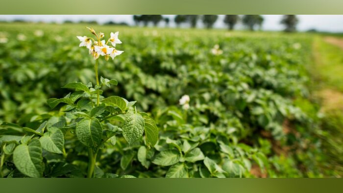 BASF est choisi comme intégrateur officiel du modèle mildiou Mileos d’Arvalis
