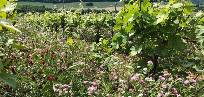 Glyphosate, insatisfaction générale