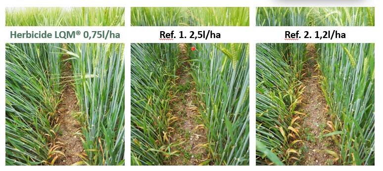 Orges de printemps, misez sur les herbicides issus de la technologie LQM - © D.R.