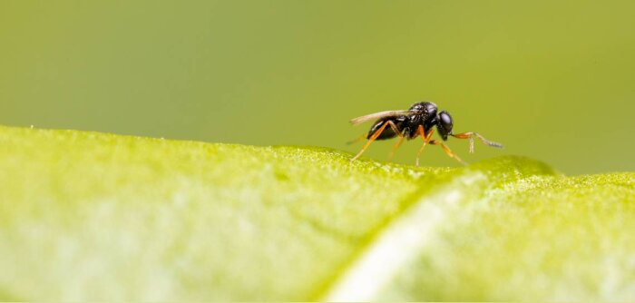 ©Koppert Biological Systems - © D.R.