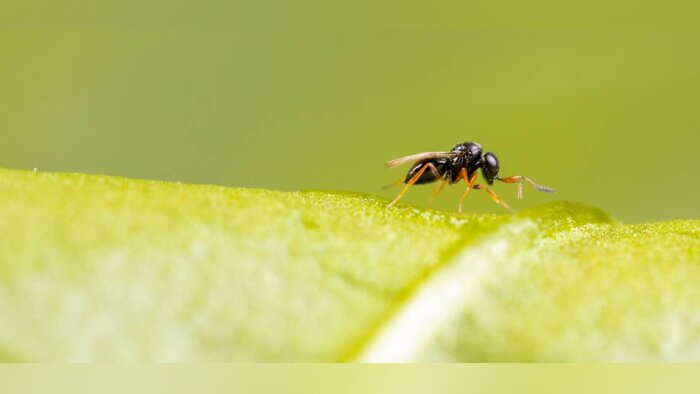 ©Koppert Biological Systems - © D.R.