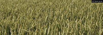 CEPP, les alternatives aux pesticides de stockage intègrent le dispositif